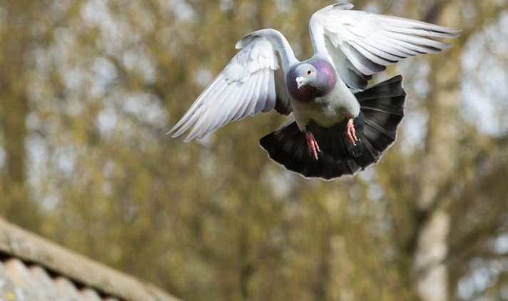 Après le vol - Pro Bel fly