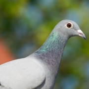 Young pigeon disease Pro Bel Fly