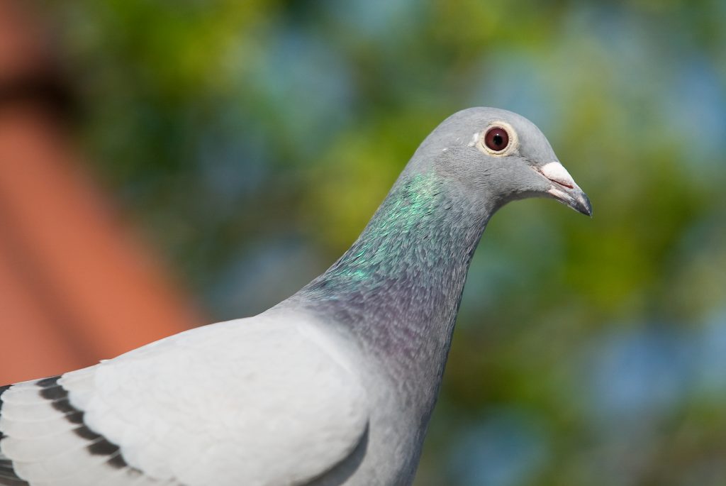 Maladies des jeunes pigeons Probelfly